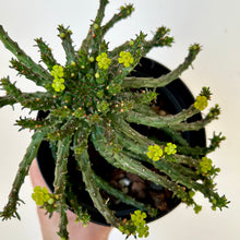 Load image into Gallery viewer, Euphorbia “Medusa’s Head” (Flanaganii) 5” pot
