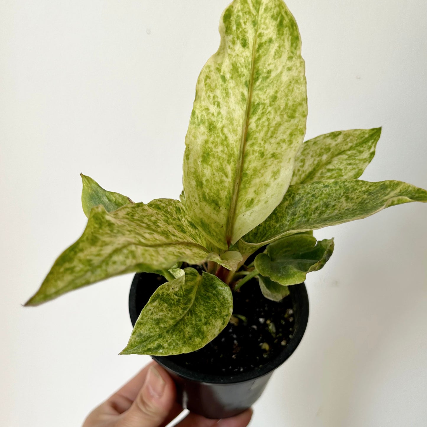 Variegated Birdnest Anthurium (Hookeri) 3.5”pot