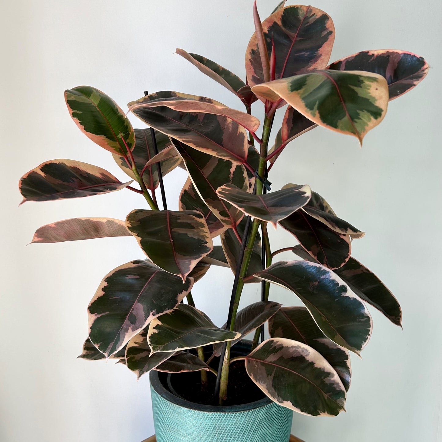 Variegated Ficus Elastica Column “Ruby” approximately 2.5 ft tall in 8”pot