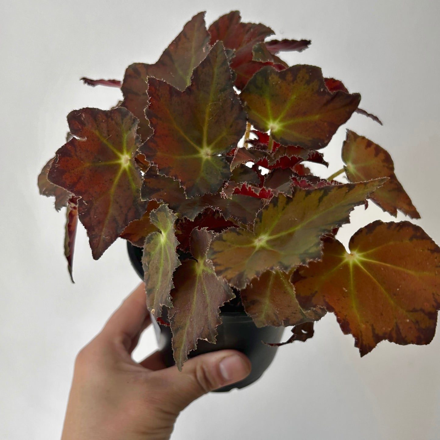 Begonia Rex 4” pot