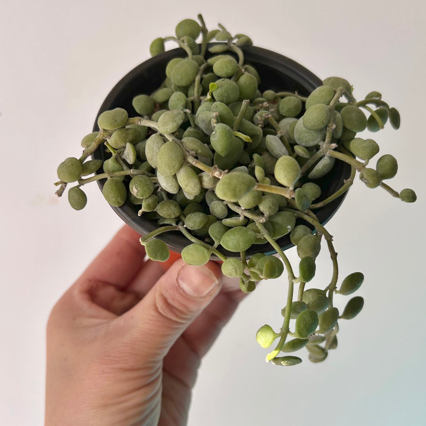 String of Nickels (Dischidia nummularioides) 3.5” pot