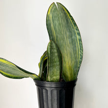 Load image into Gallery viewer, Sansevieria “Whale Fin” 10”pot
