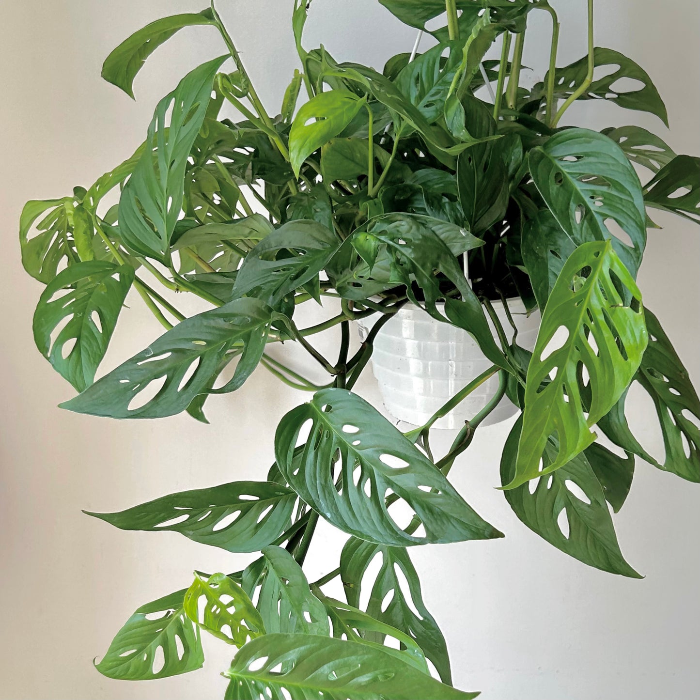 Monstera Adansonii 8” hanging basket