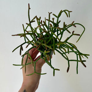 Rhipsalis Burchellii 2.5”pot