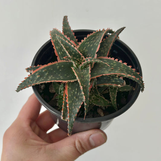 Pink Aloe 3.5”pot