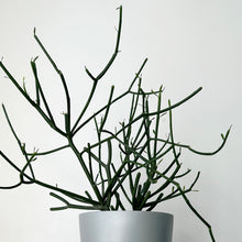 Load image into Gallery viewer, Pencil Cactus (Euphorbia Tirucalli) approximately 20 inches tall in 6” pot
