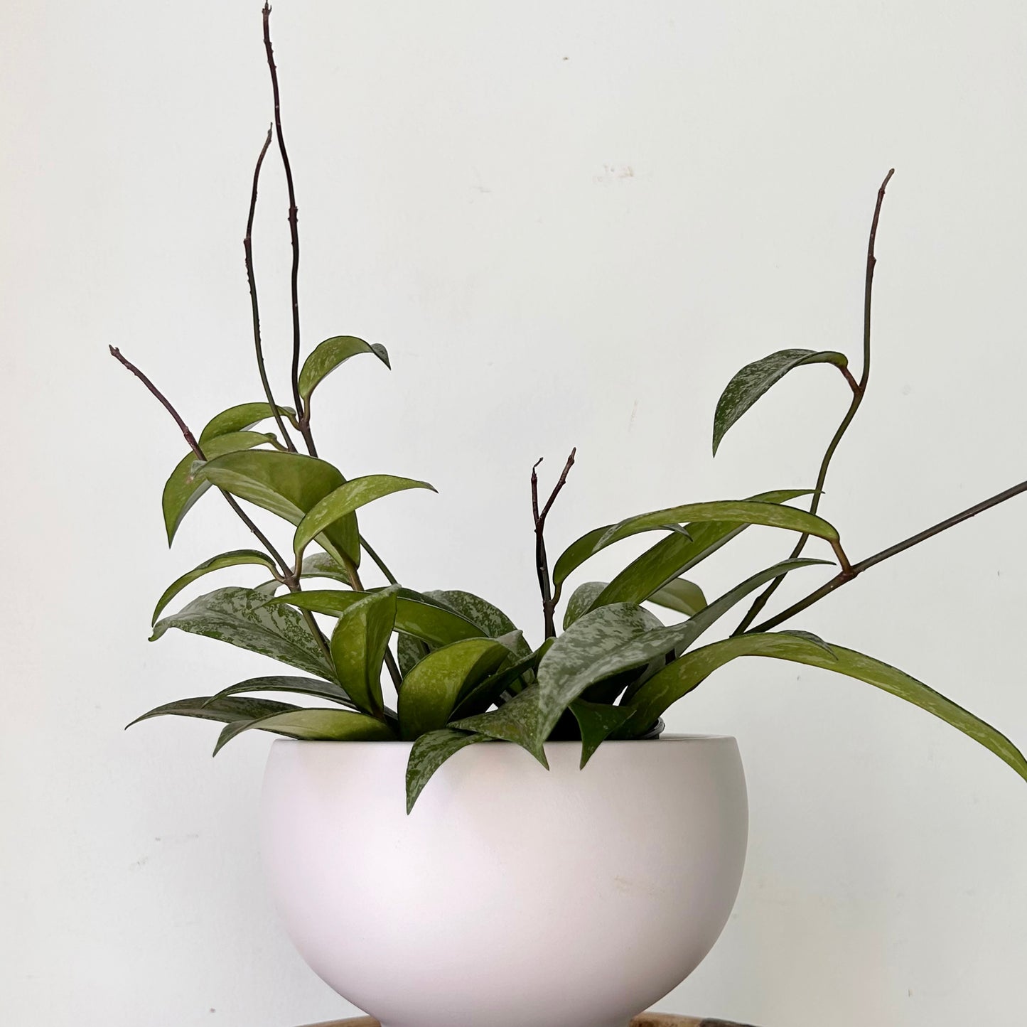 Hoya pubicalyx “Splash” 5” pot