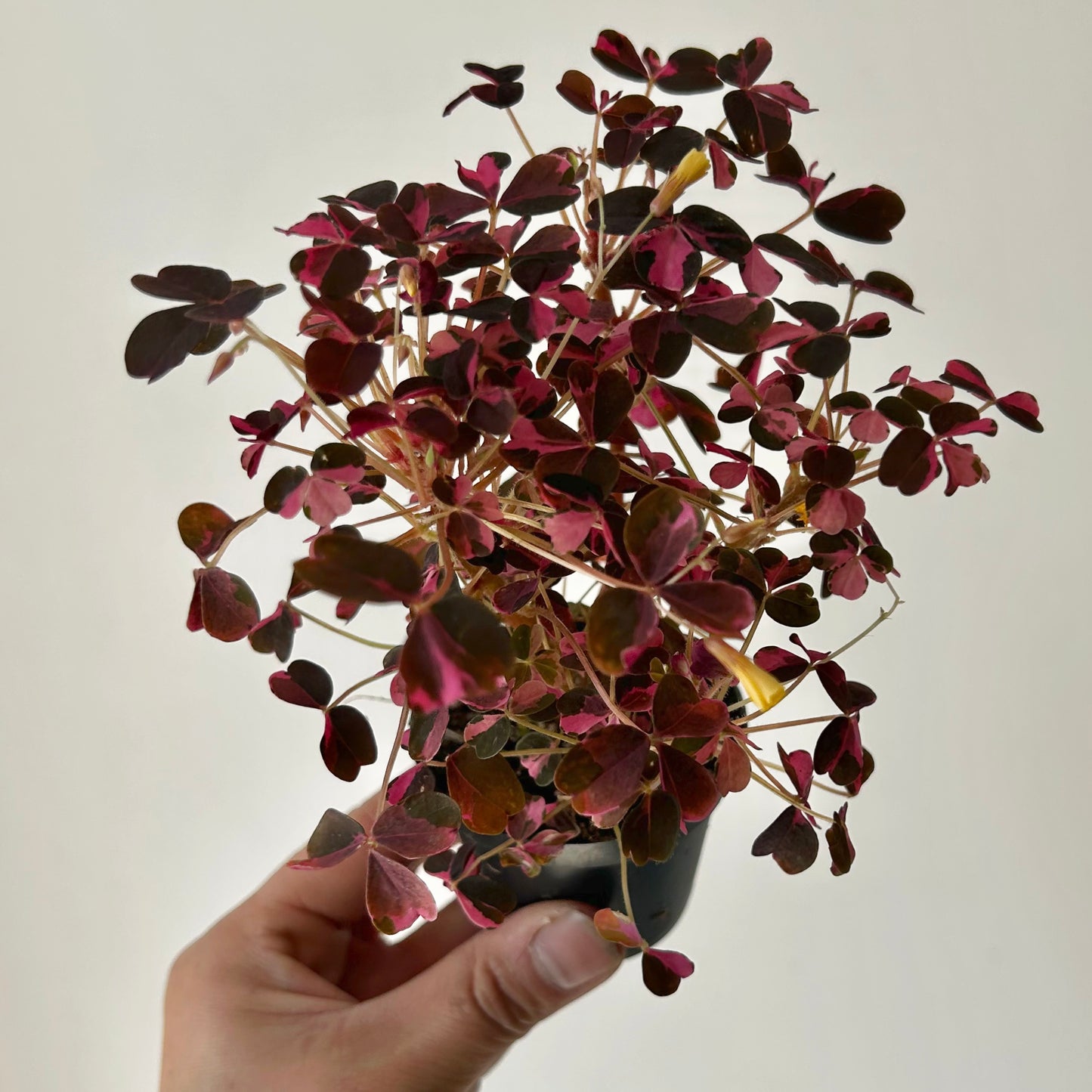 Oxalis vulcanicola “Plum Crazy” 2.5”pot