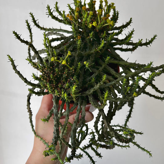 Euphorbia “Medusa’s Head” (Flanaganii) 4” pot