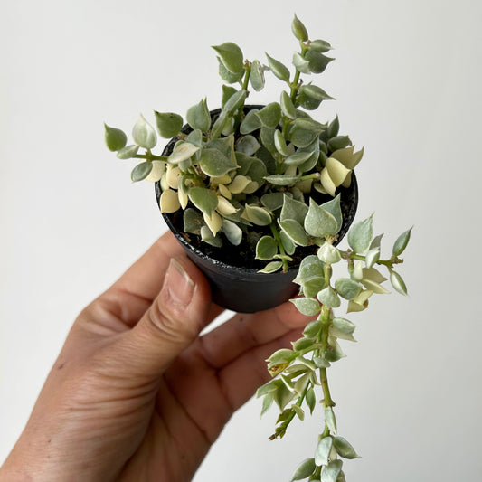 Dischidia “Million Hearts” (Ruscifolia Variegated) 2.5”pot
