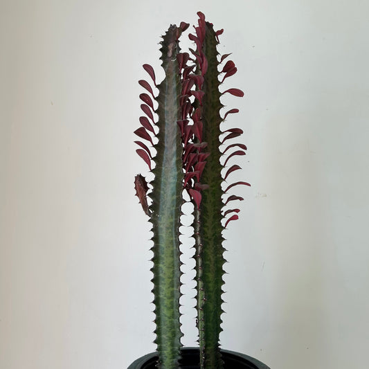 Euphorbia Trigona Rubra (two stems approximately 2 feet tall in 6”pot