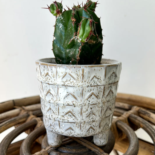 AMRIT Small Decorative Pot (3”x3.25”)