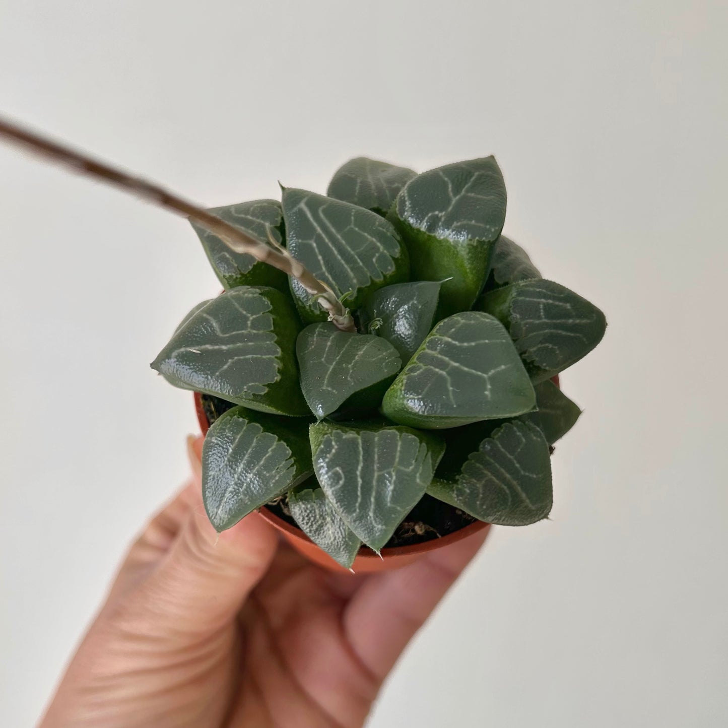 Haworthia bayeri 2.5 pot