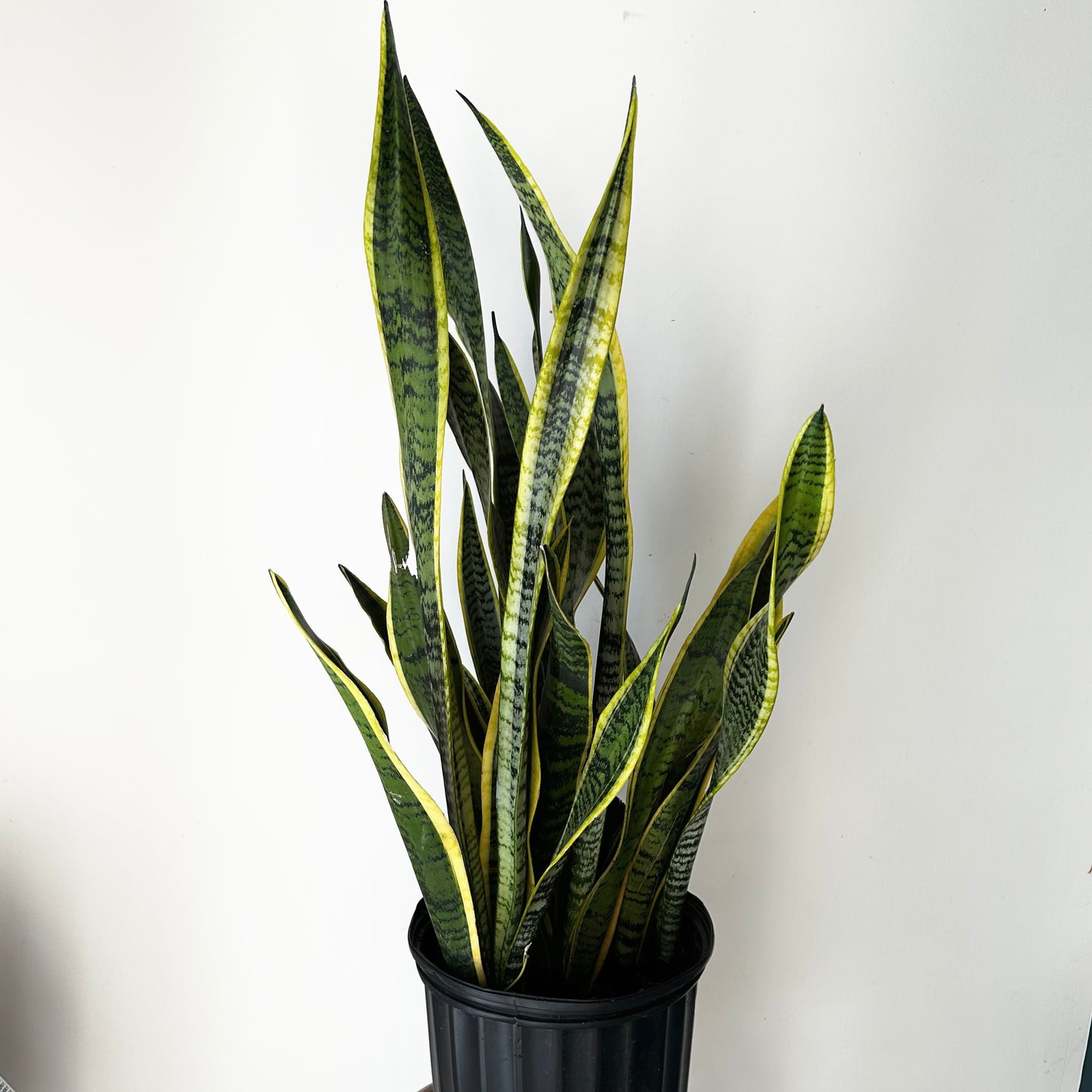 Sansevieria Laurentii approximately 3ft ft tall in 10”pot