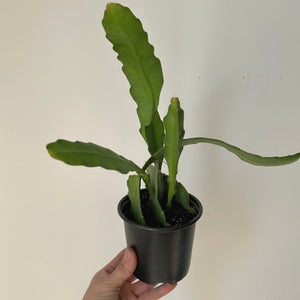 Orchid Cactus (Epiphyllum) 4” pot