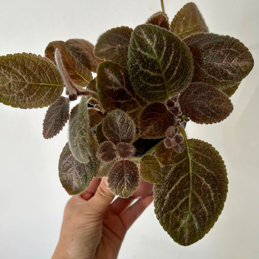 Episcia 4”pot