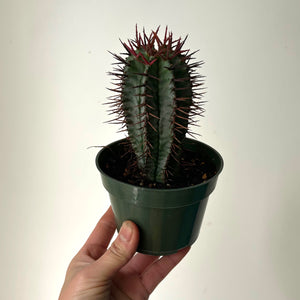 Euphorbia polygona 4” pot