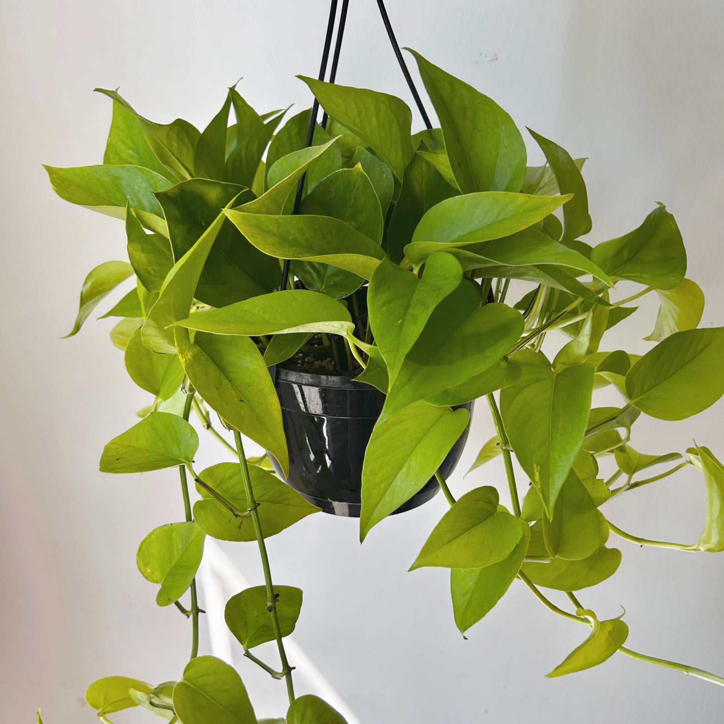 Neon Pothos 8” hanging basket