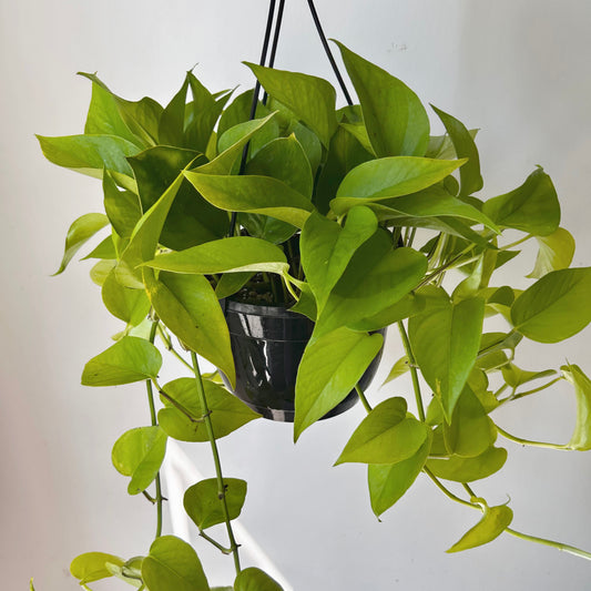 Neon Pothos 8” hanging basket