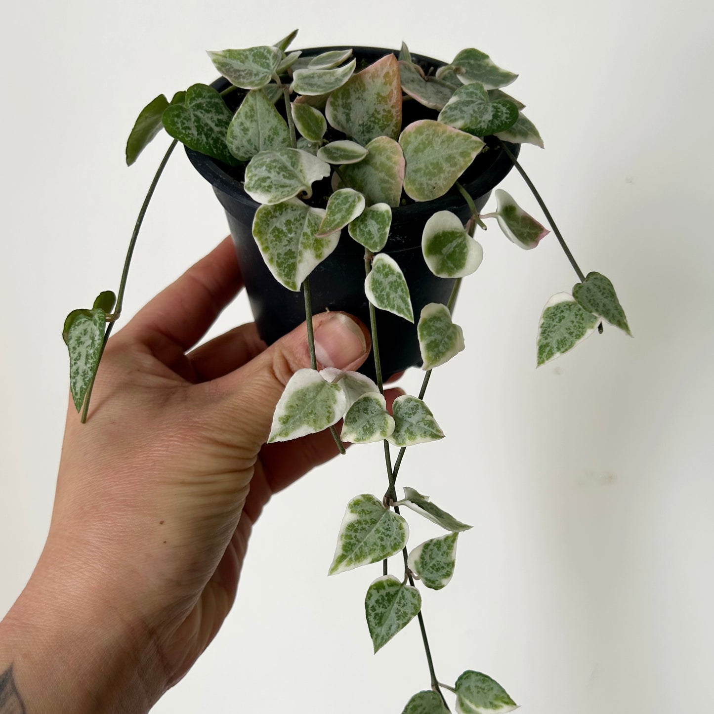 Variegated String of Arrows (Ceropegia) 3.5” pot