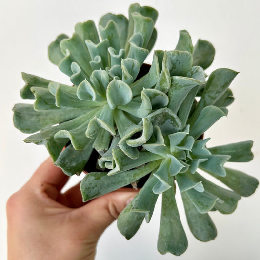 Echeveria runyonii 3.5” pot