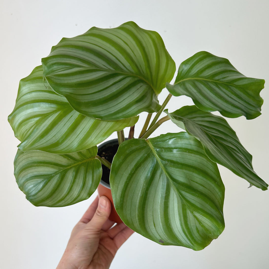 Calathea Orbifolia 4” pot