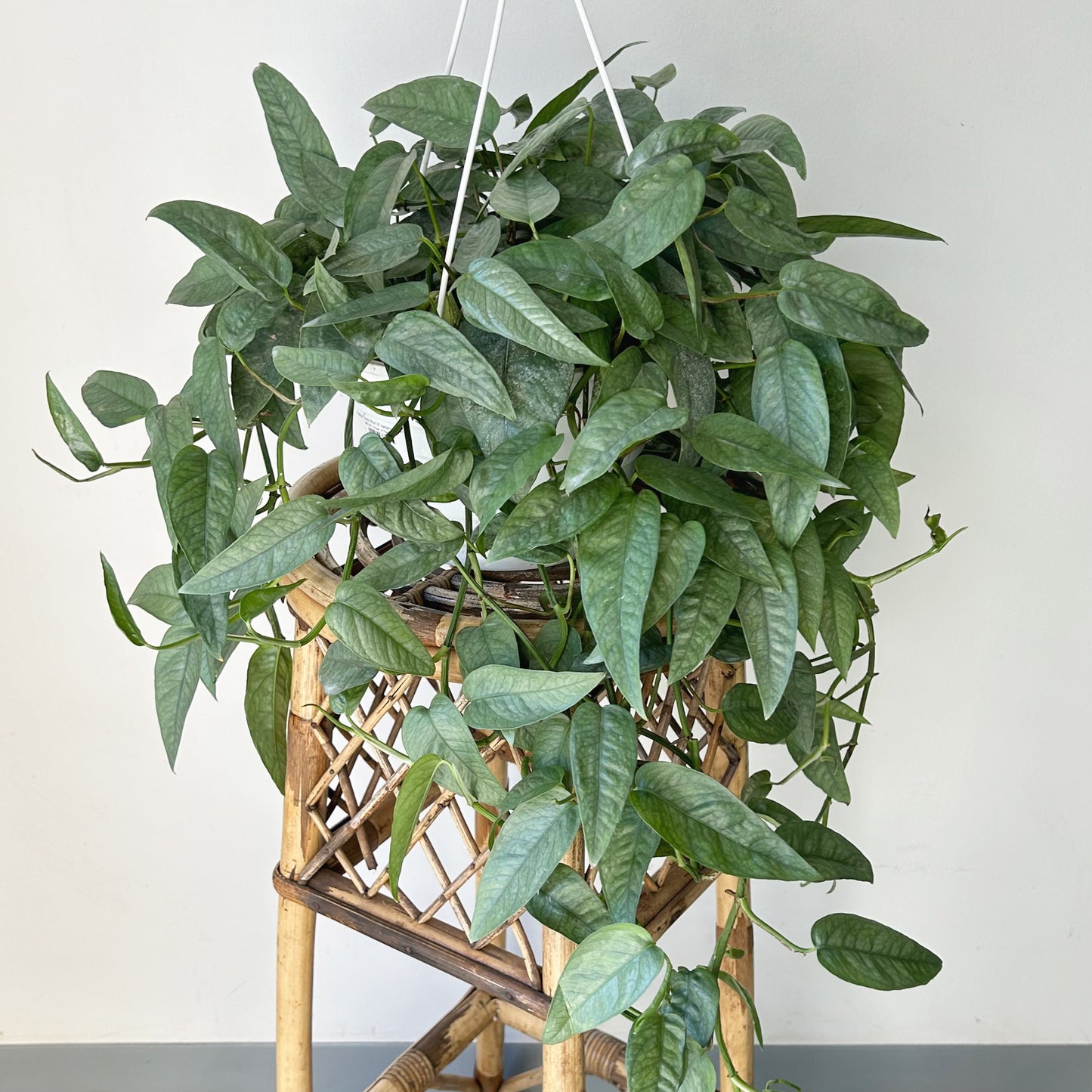 Pothos “Cebu Blue” 8” hanging basket