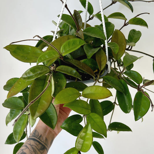 Hoya Carnosa 6”hanging basket
