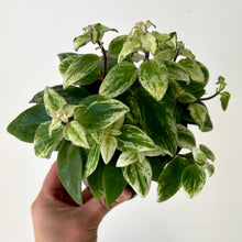Load image into Gallery viewer, Lipstick Plant (Aeschynanthus) Variegated 4&quot; pot

