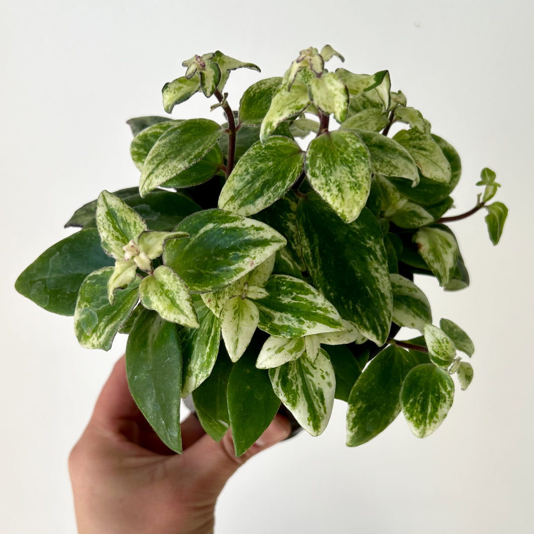 Variegated Lipstick Plant (Aeschynanthus) 4