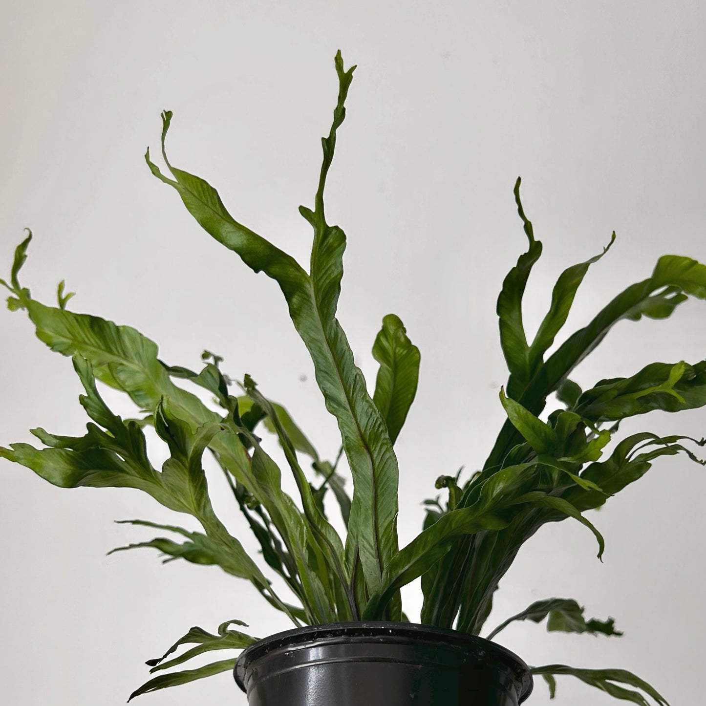 Birds Nest Fern (Asplenium) 3.5”pot