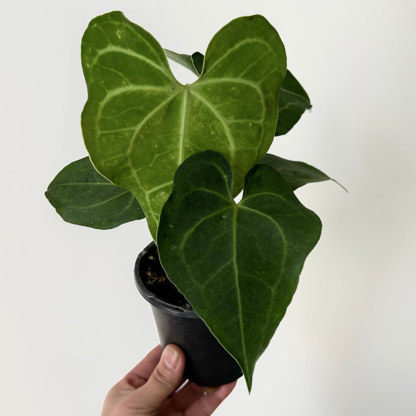 Anthurium Clarinervium 4”pot