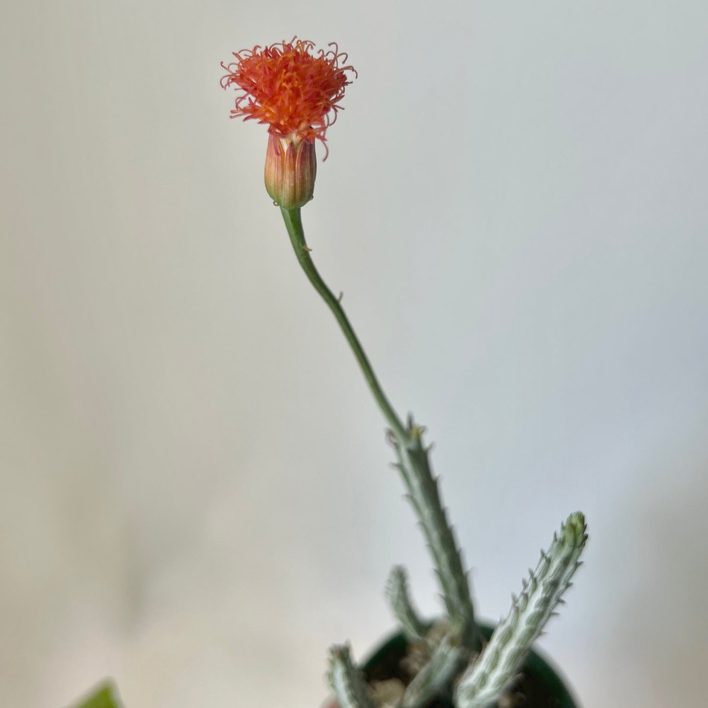 Senecio Stapeliiformis 4” pot