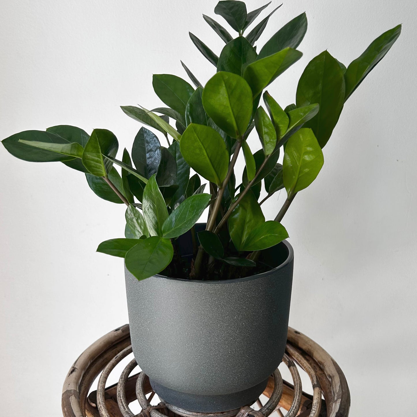 ZZ Plant (Zamioculcas Zamiifolia) 6”pot