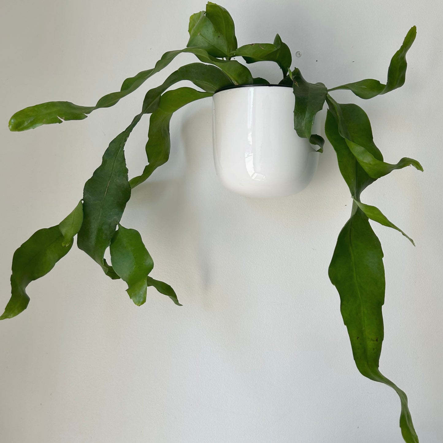 MADDOX Wall-Mounted Ceramic Wall Pot (6”x6”)Glossy White