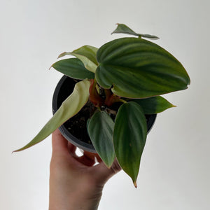 Philodendron "Columbia" 4"pot