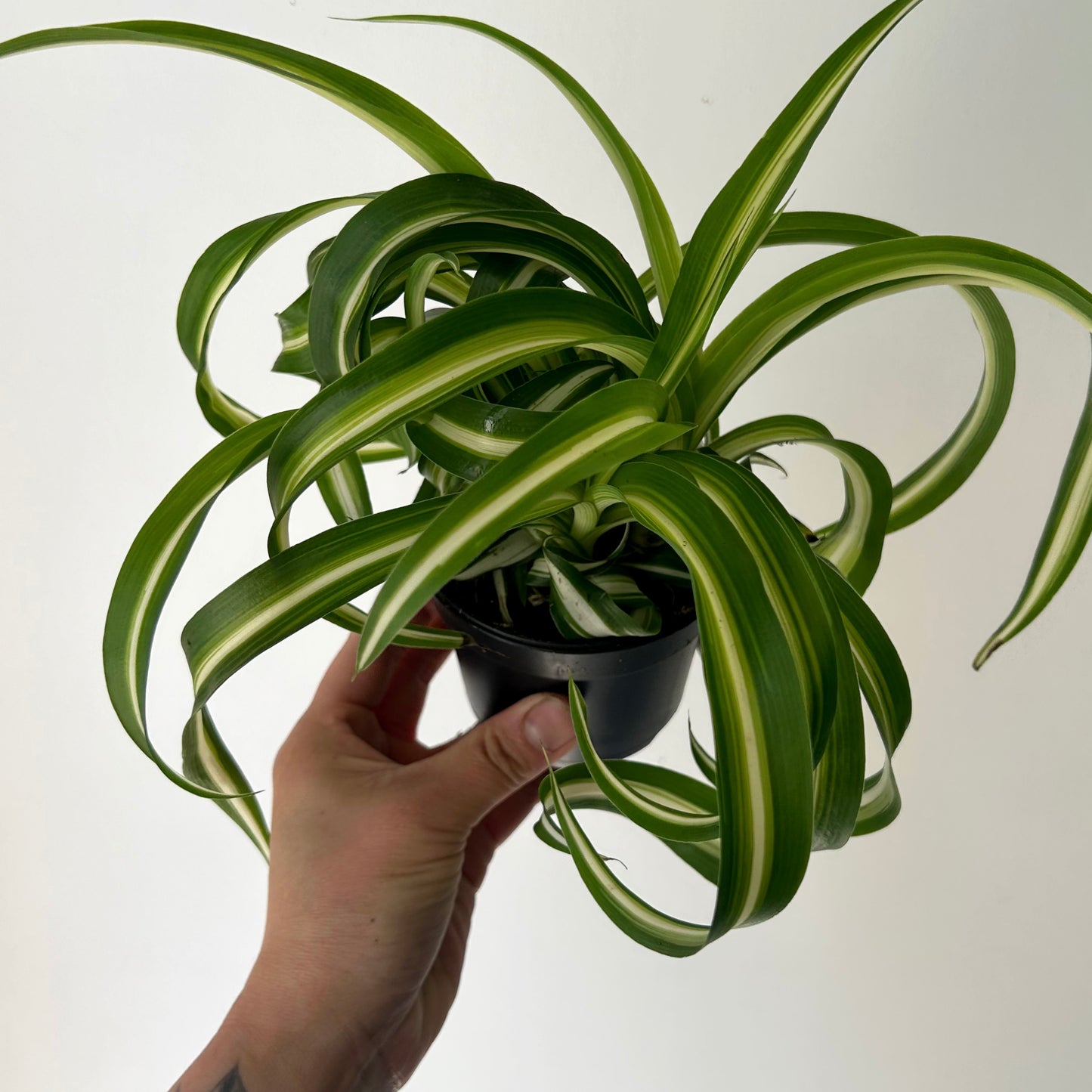 Curly Spider Plant (Chlorophytum Comosum) 3.5"”pot