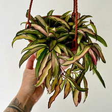 Load image into Gallery viewer, Hoya wayettii variegata 6”hanging basket

