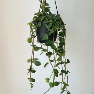 Peperomia tetraphylla “Hope" 6” hanging basket