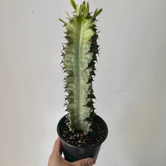 Variegated Euphorbia erythraeae approximately  14 inches tall in 4.5” pot