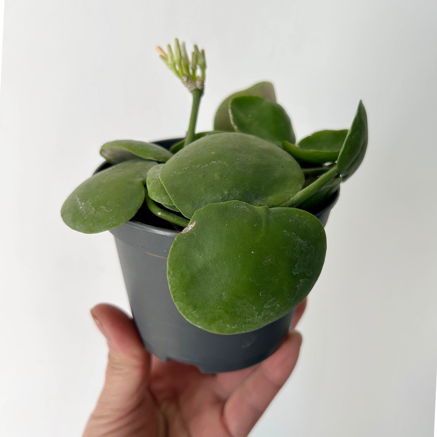 Dischidia platyphylla 3.5” pot