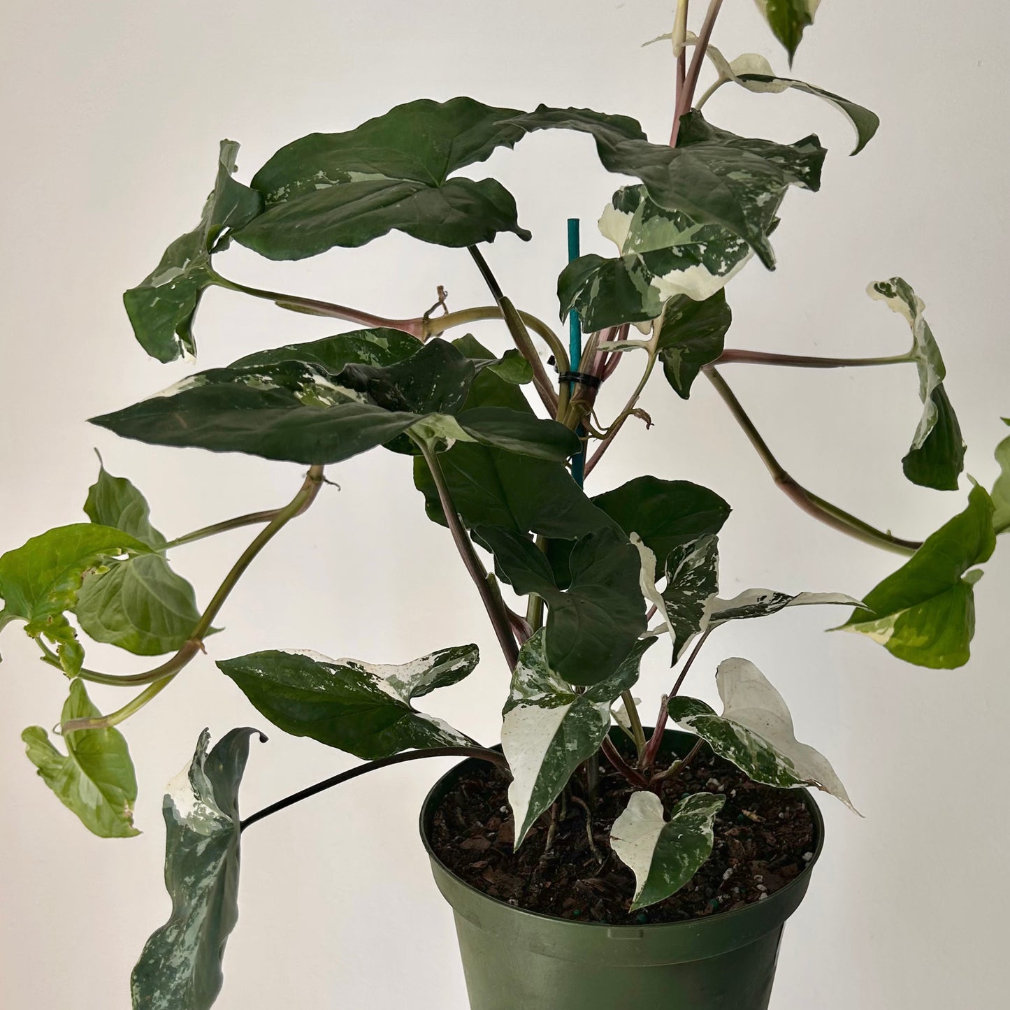 Variegated Syngonium Podophyllum Albo 6” pot