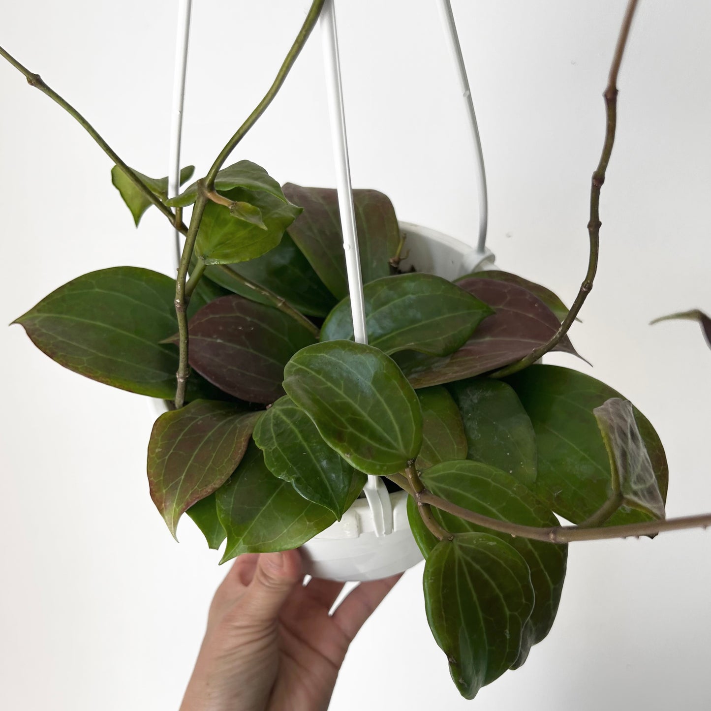 Hoya Qinquenervia 6” hanging basket
