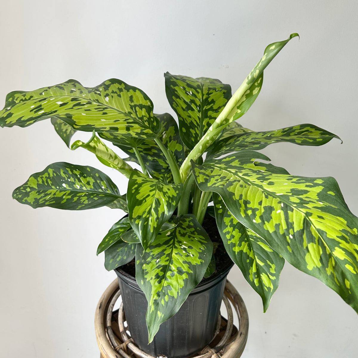 Dieffenbachia ‘Cheetah’ 8”pot