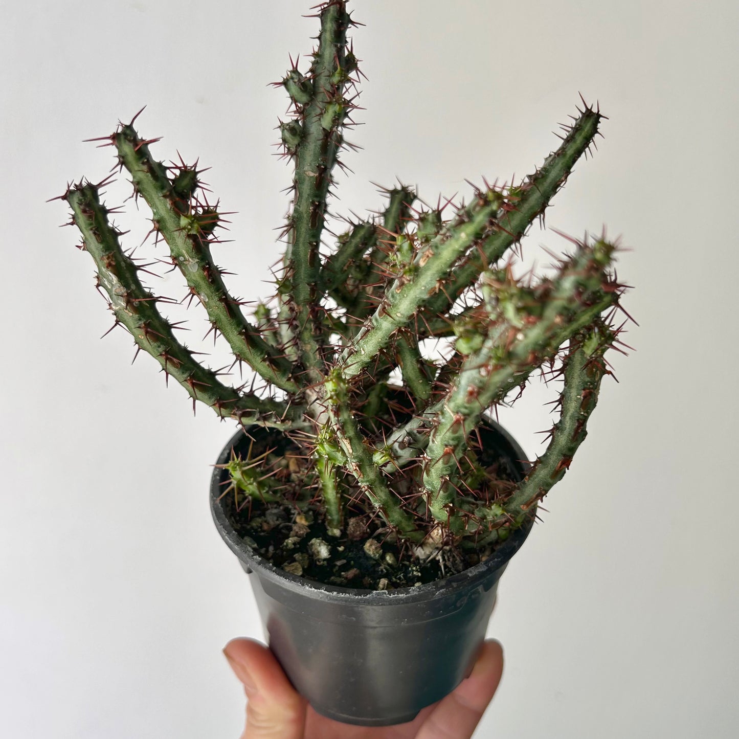 Euphorbia aeruginosa 3.5” pot