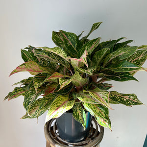 Aglaonema “Sparkling Sarah” 8"  pot