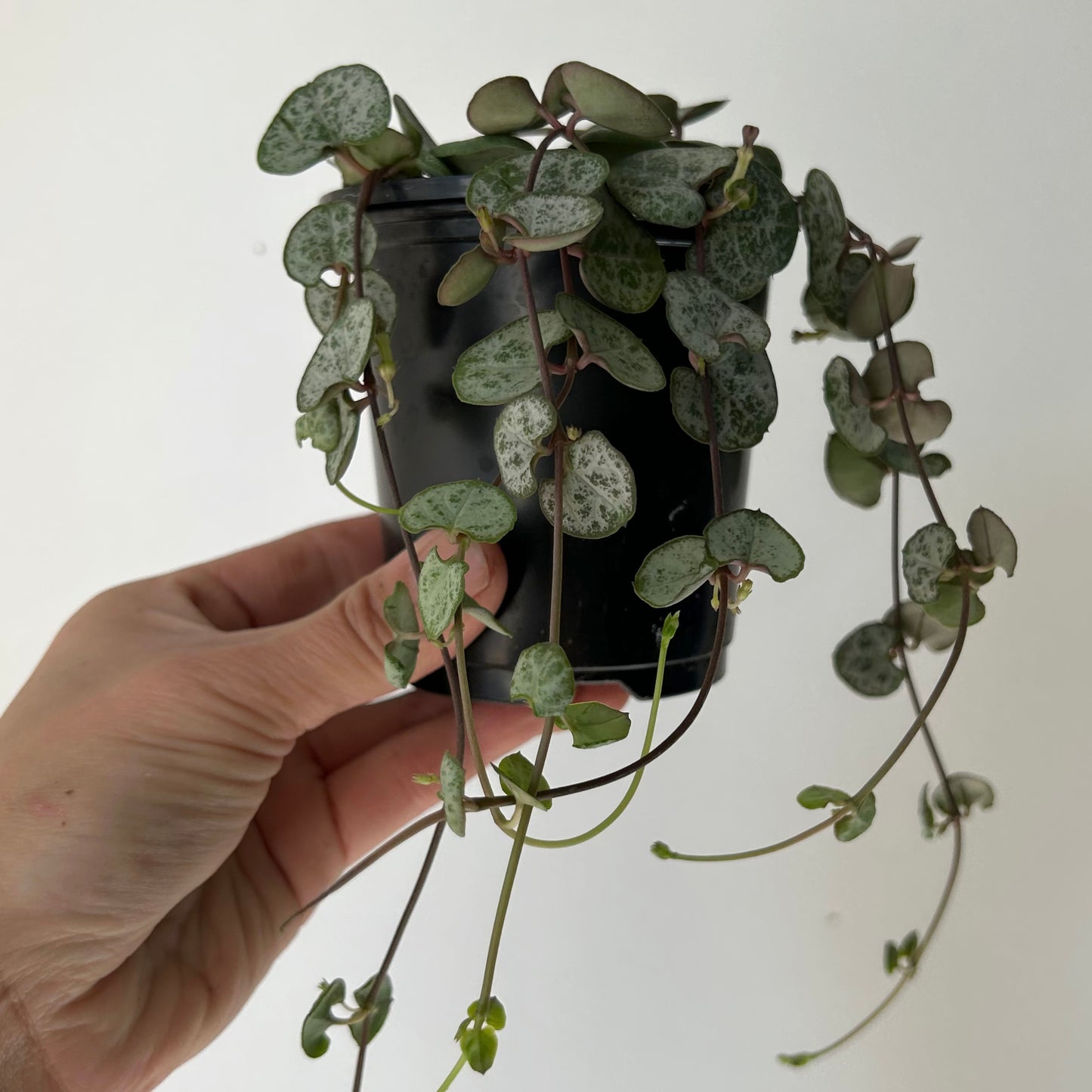 String of Hearts (Ceropegia) 3.5” pot