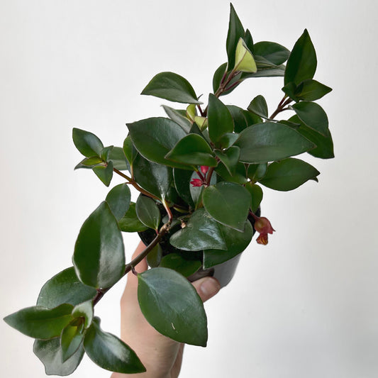 Tropicana Goldfish Plant (Nematanthus )4” pot