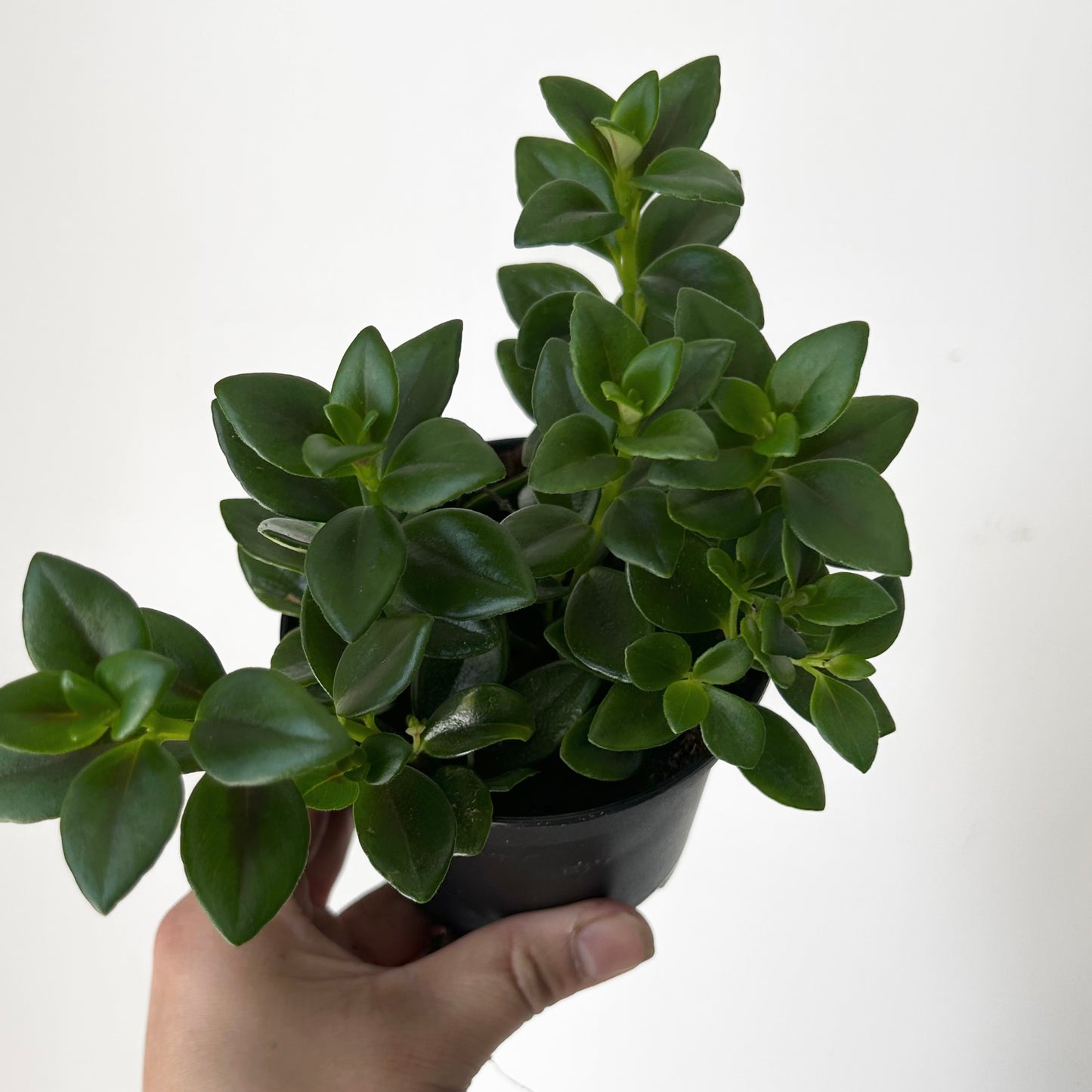 Goldfish Plant (Nematanthus) 3.5” pot