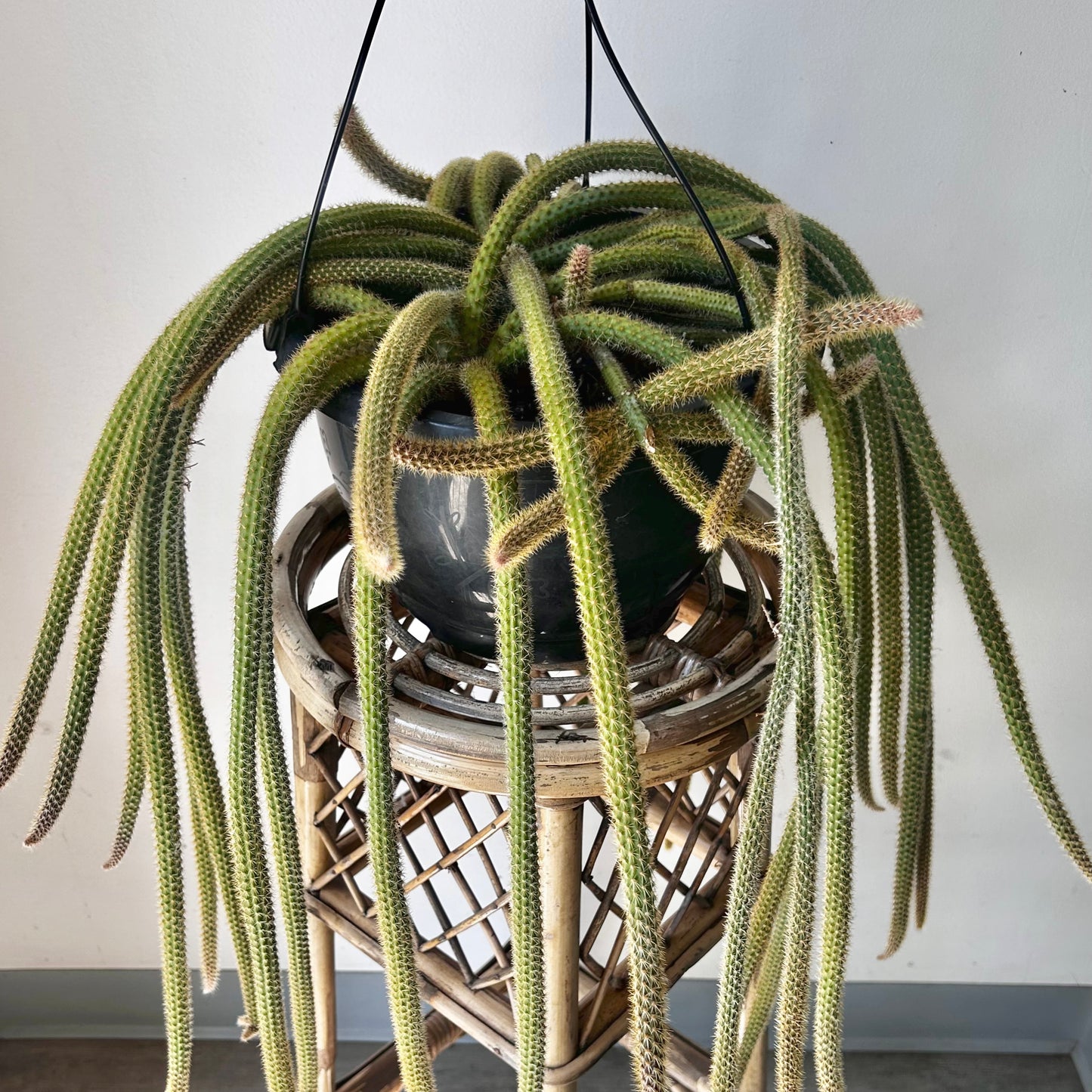 Rat Tail Cactus (Aporocactus flagelliformis ) 10”hanging basket